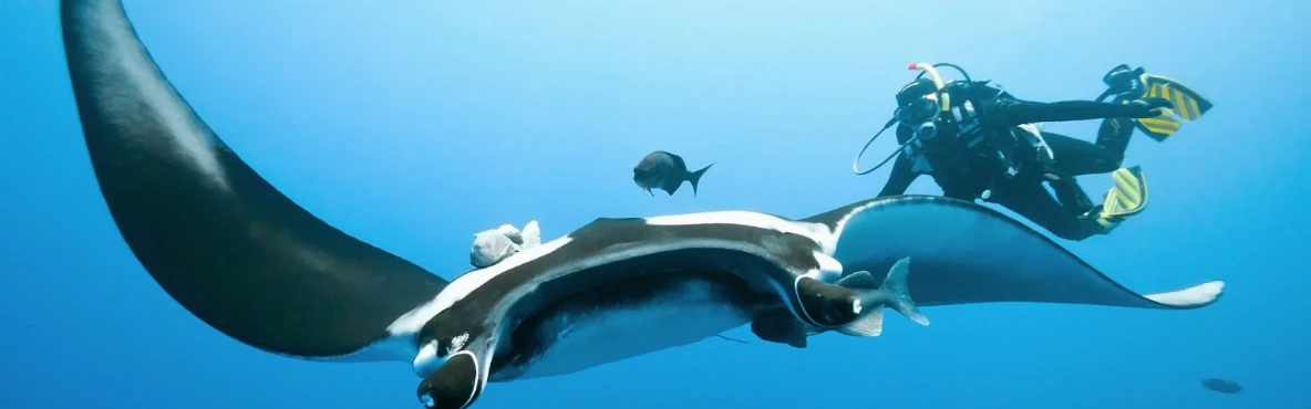 Top 10 Marine Wildlife Experiences in Punta Mita, Mexico